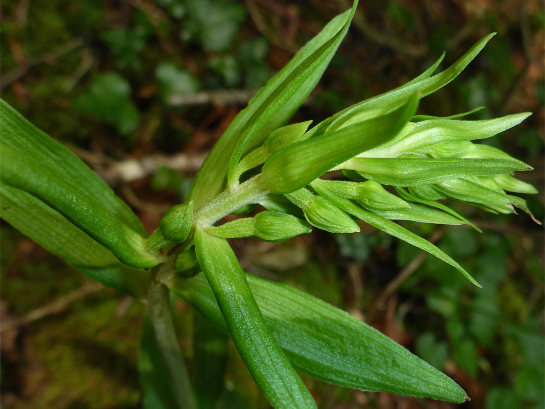 Buds