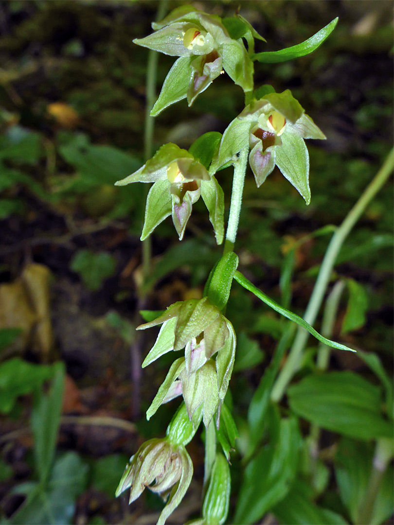 Group of flowers