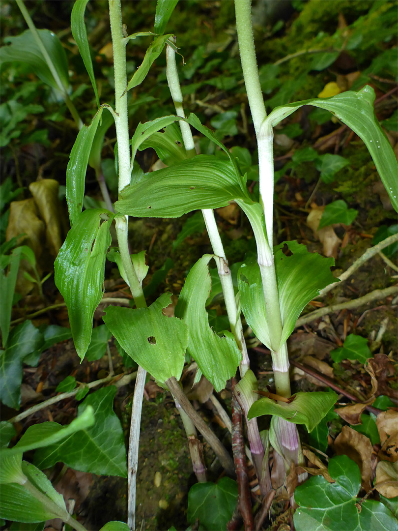 Clustered stems