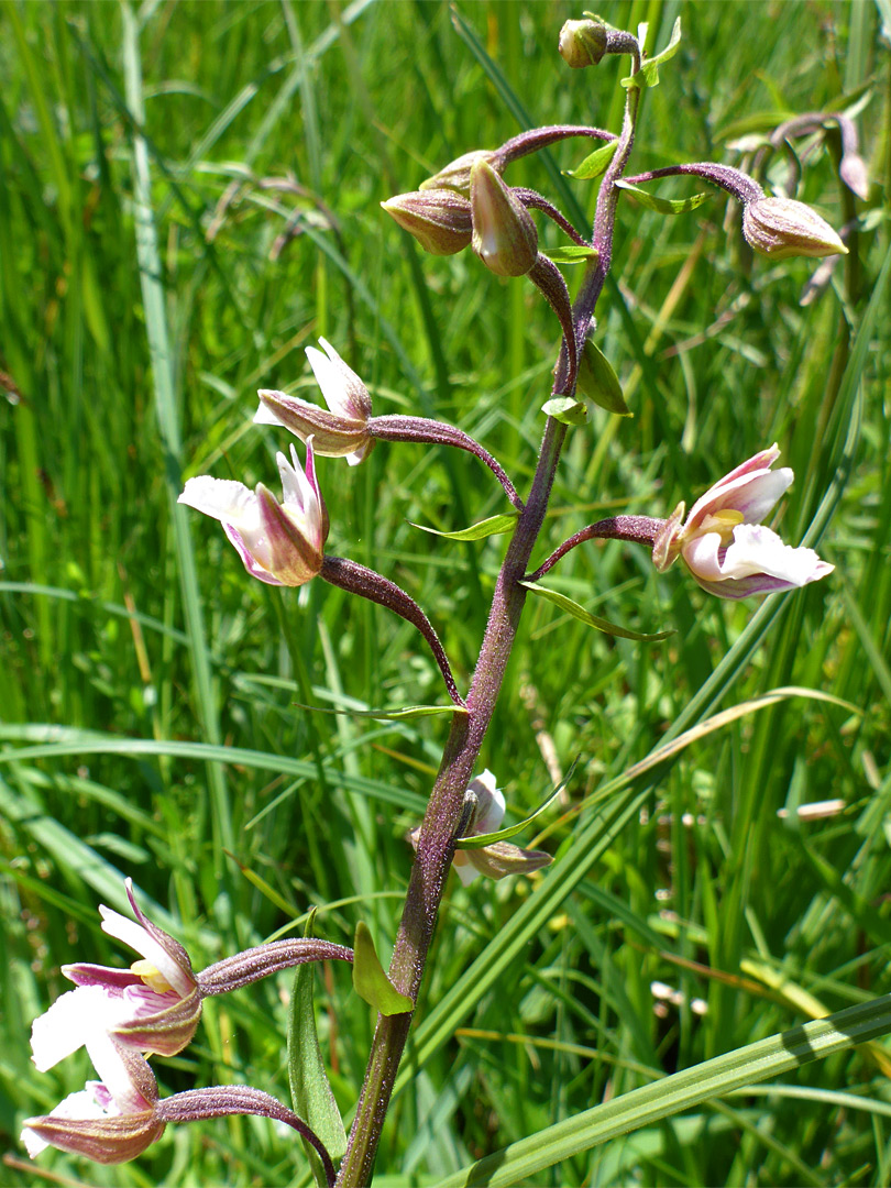 Flowering stem