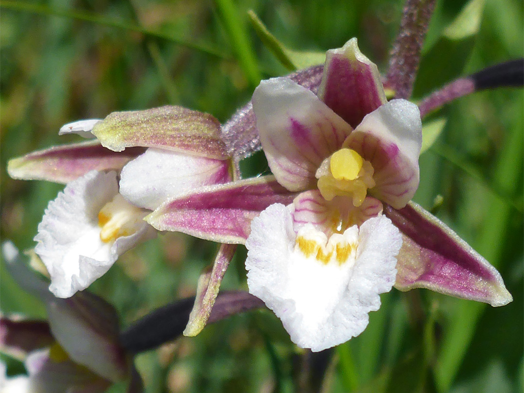 White and purple flower