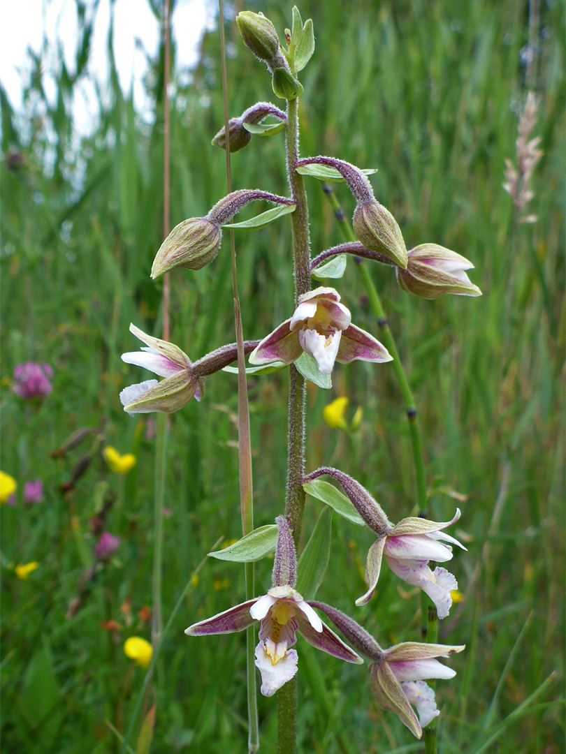 Well-separated flowers