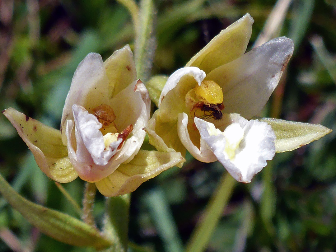 Two yellow flowers