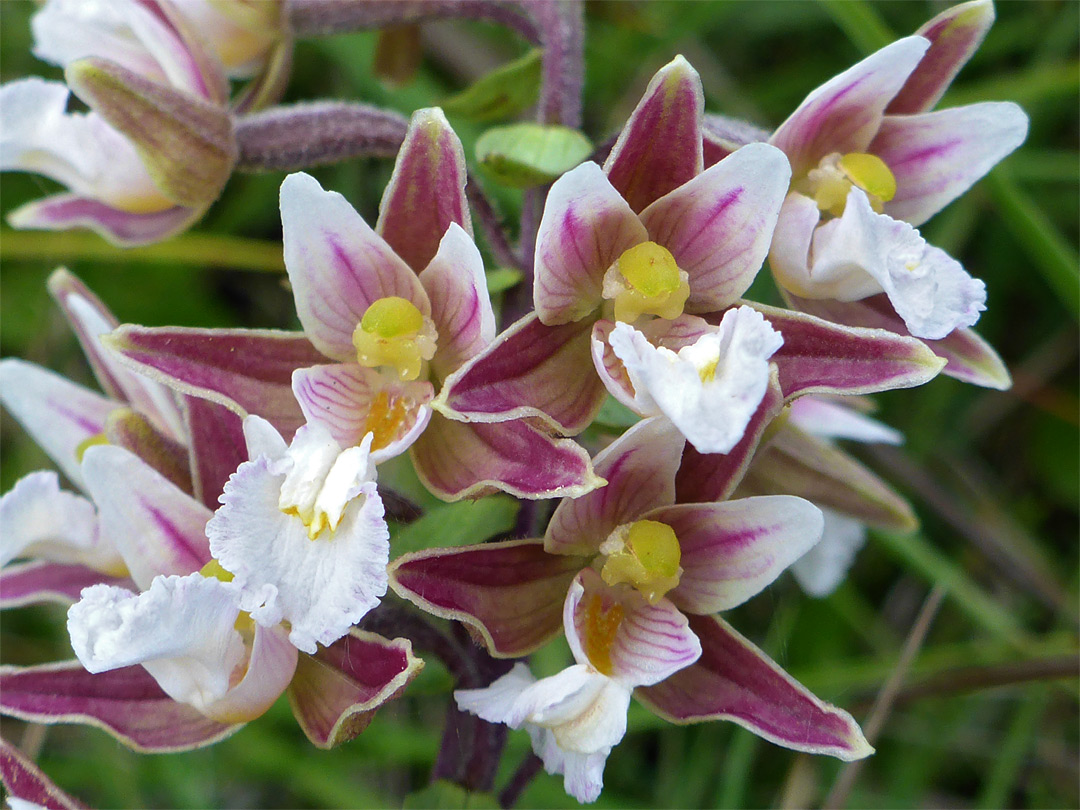 White and purple flowers