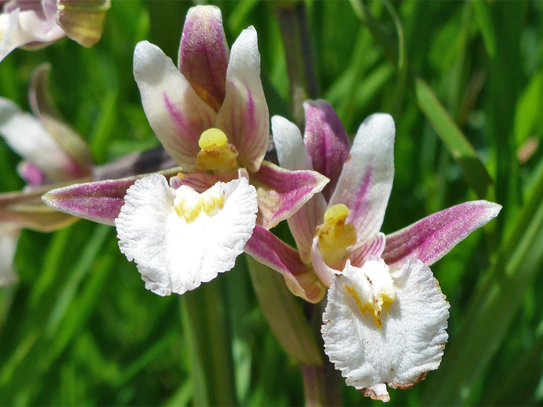 Marsh helleborine