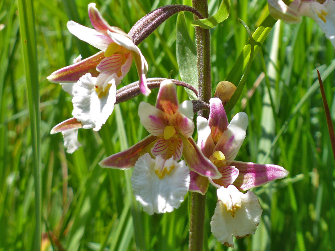 Three flowers