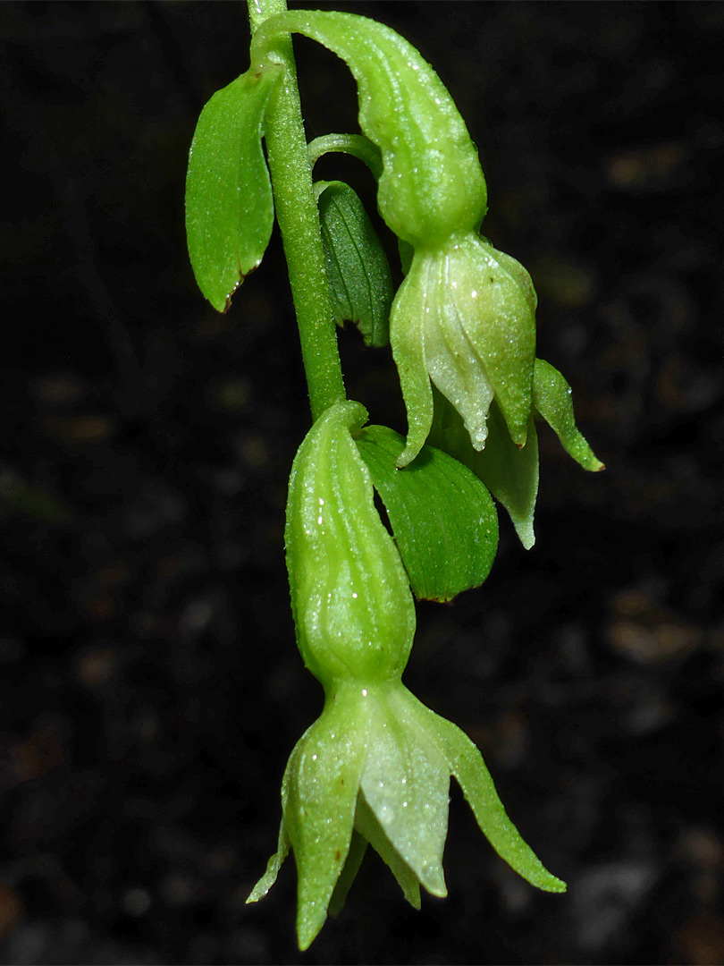 Partially open flowers