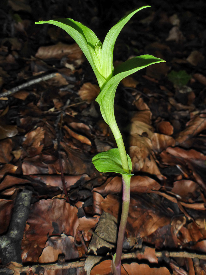 Young stem