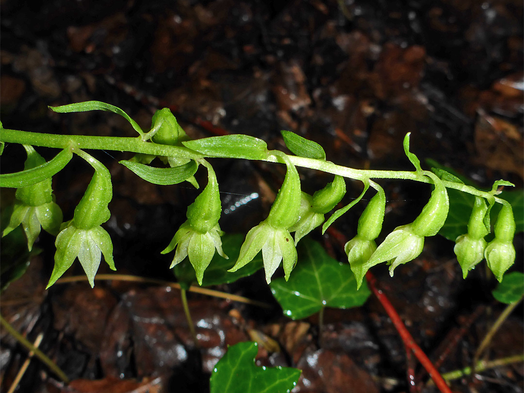 Helleborine buds