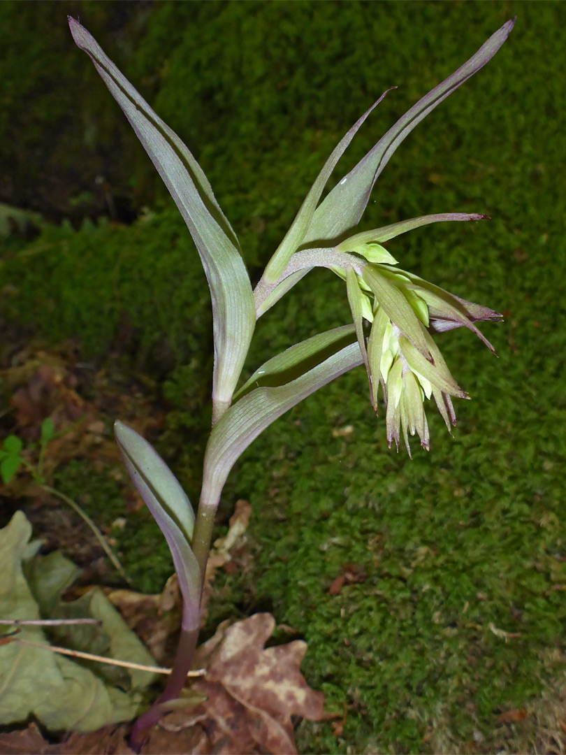 Developing flowering stem