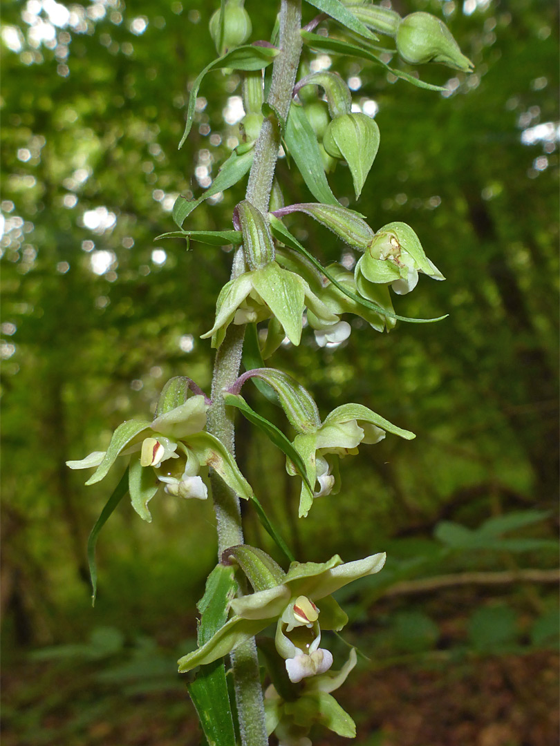 Pendent flowers