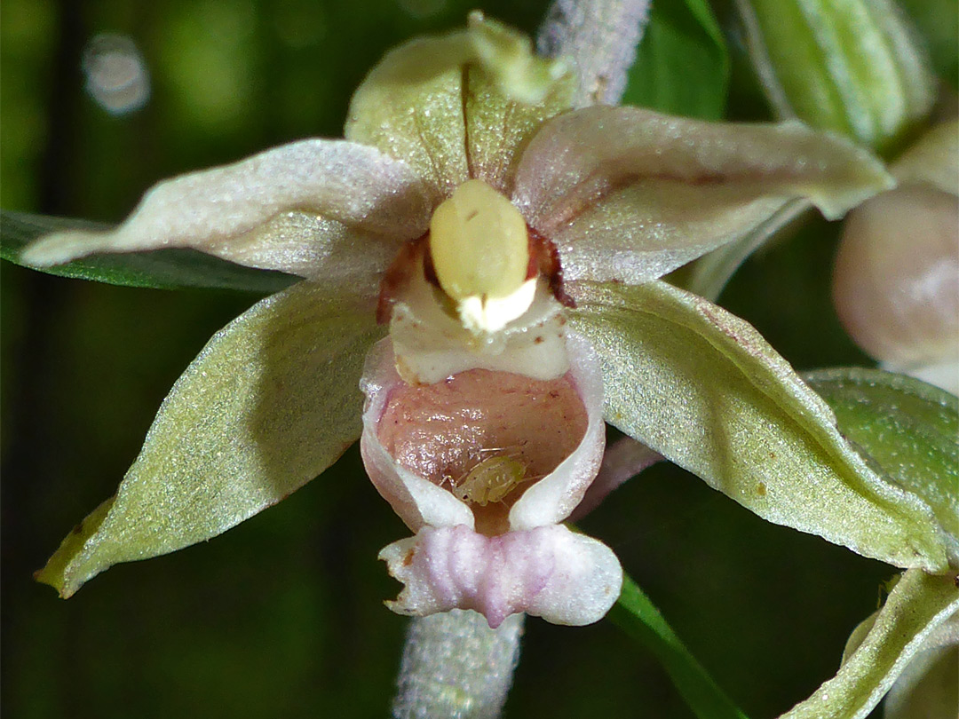 Mite in a flower