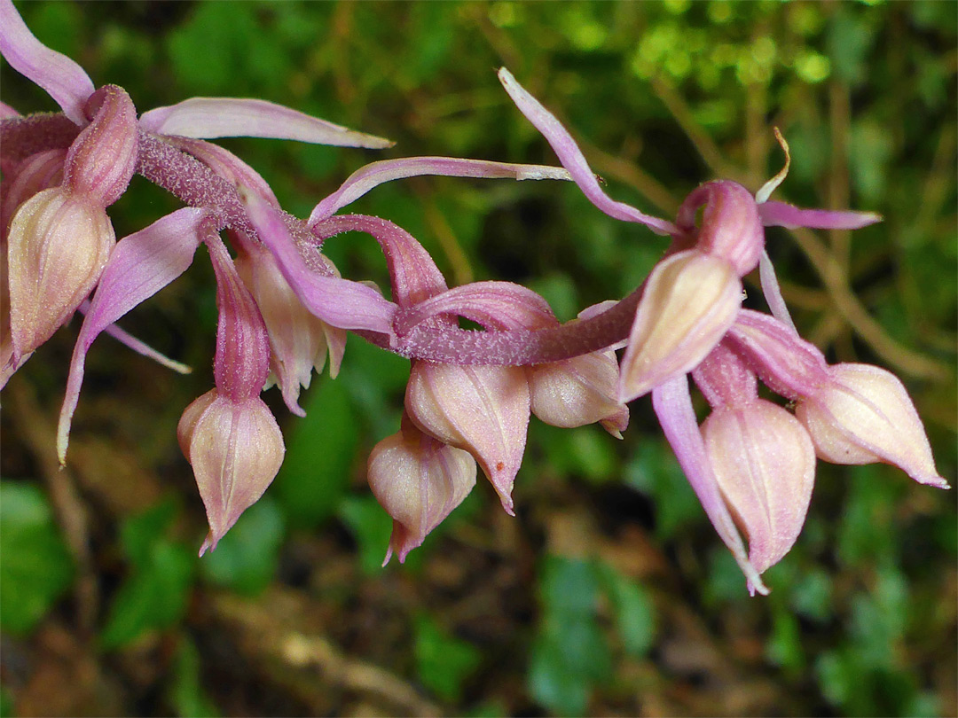 Leaves and buds