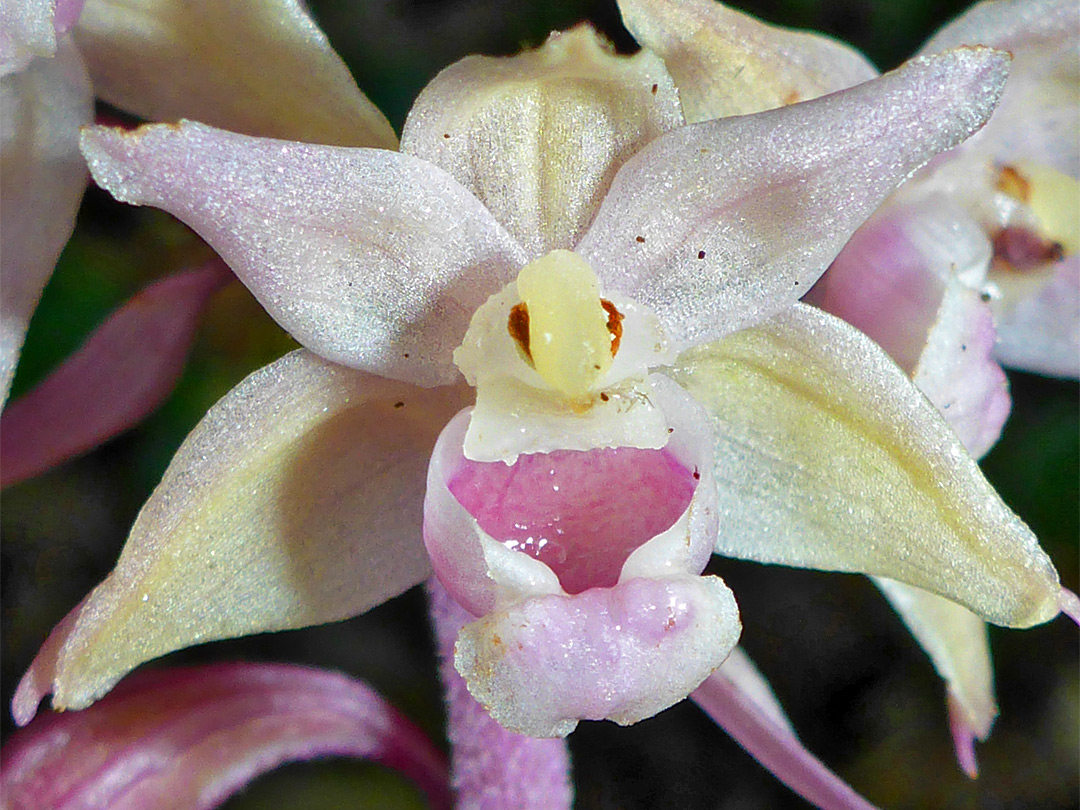 Violet helleborine, pink variety