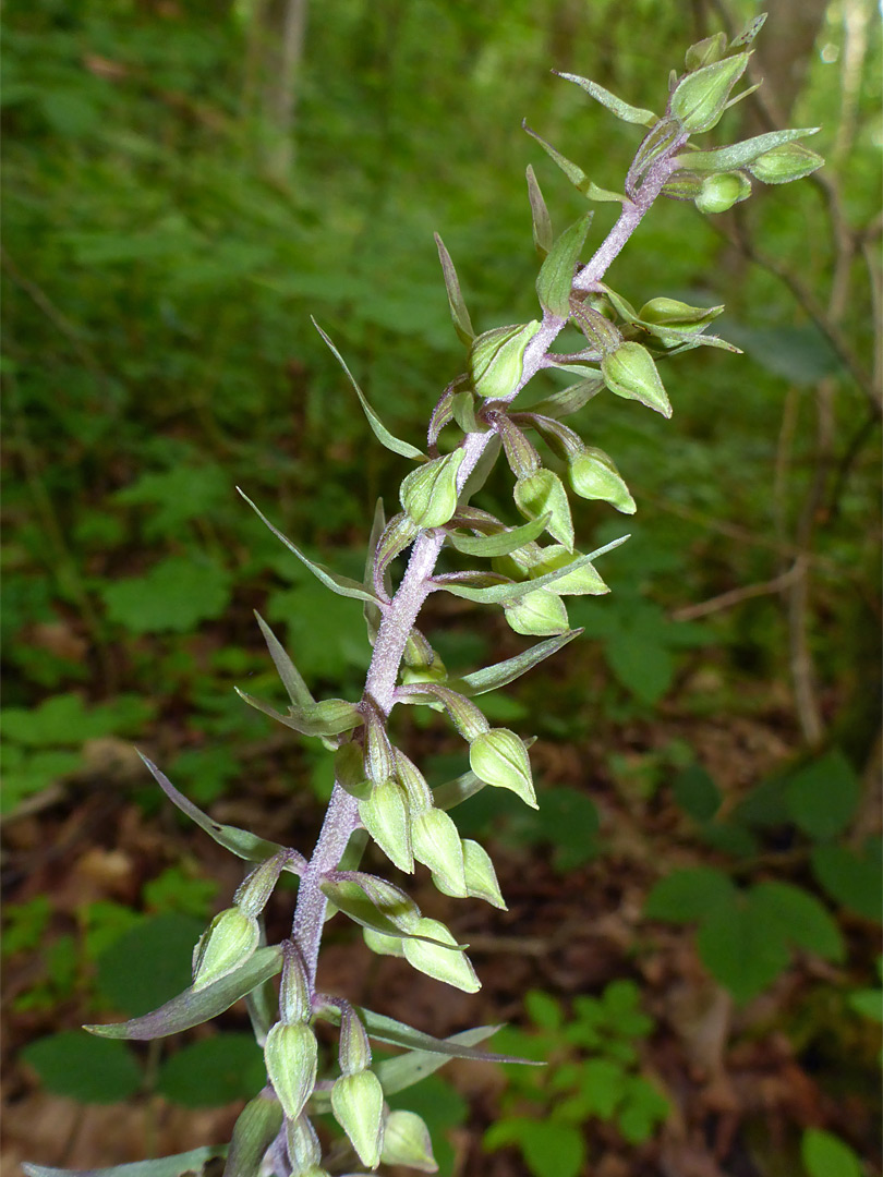 Unopened flowers