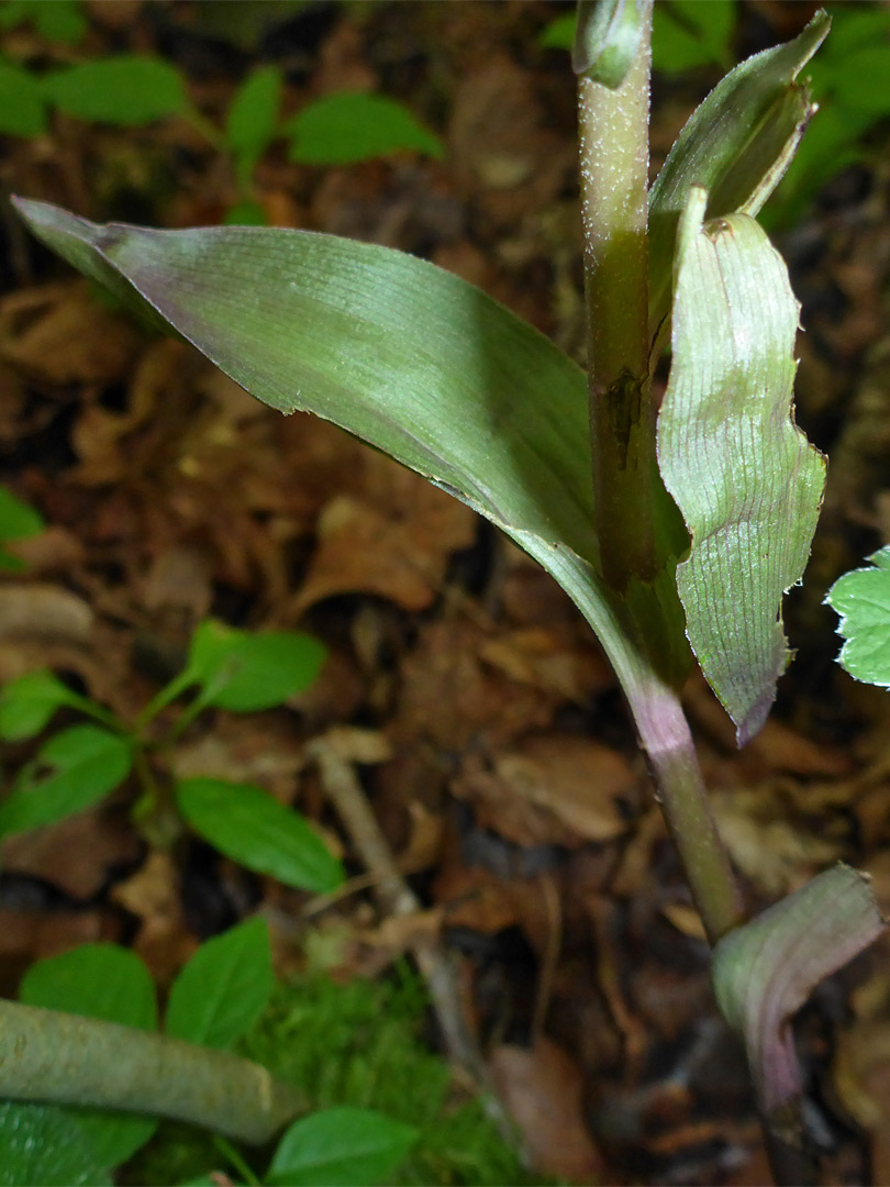 Stem leaves