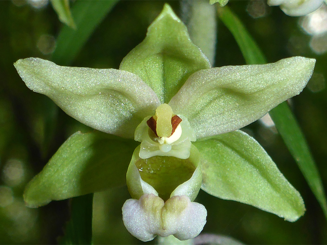 Petals and sepals