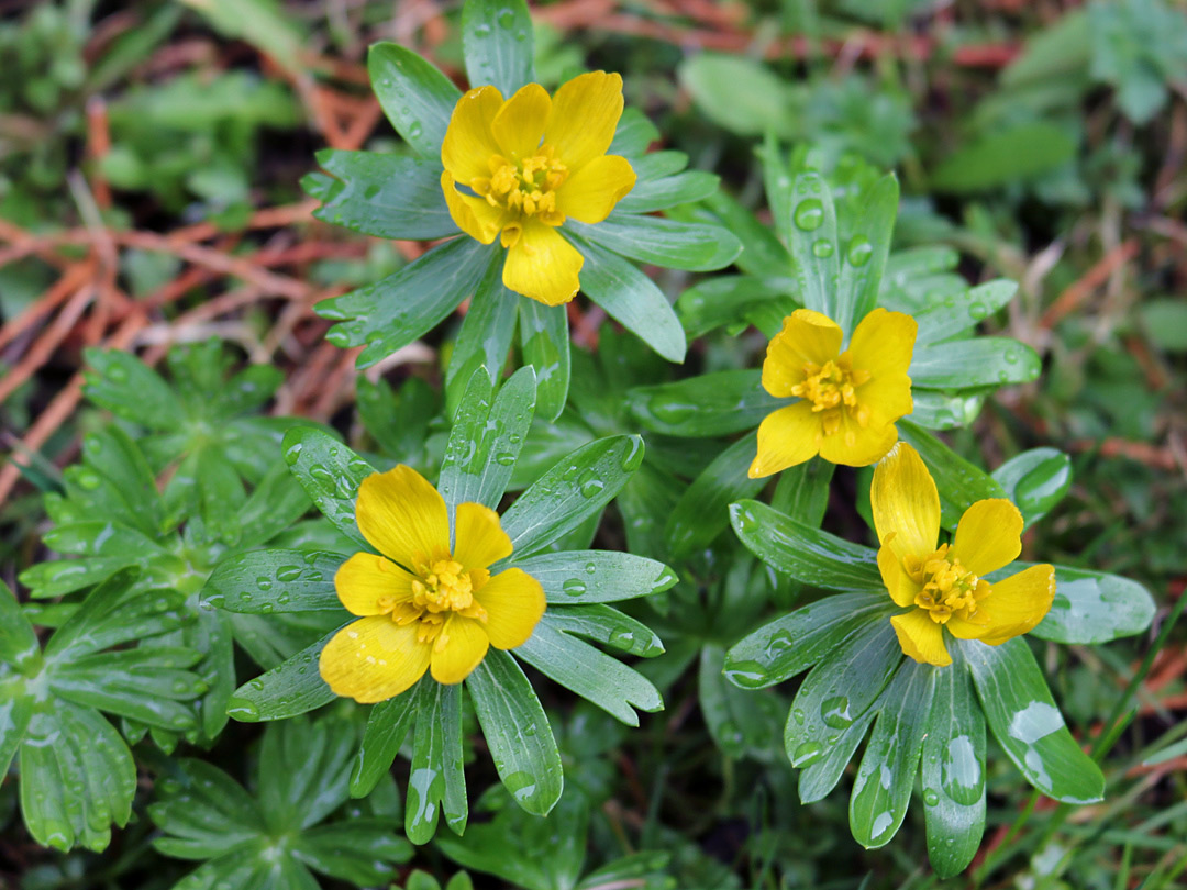 Four yellow flowers