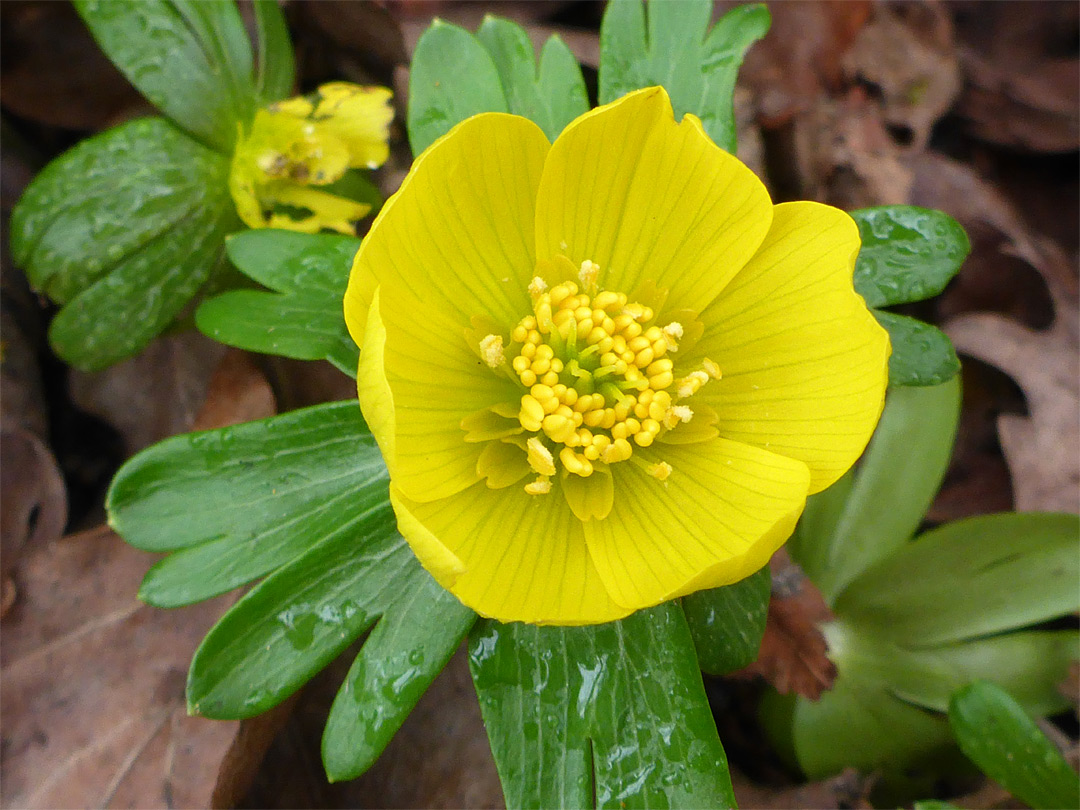 Cup-shaped flower