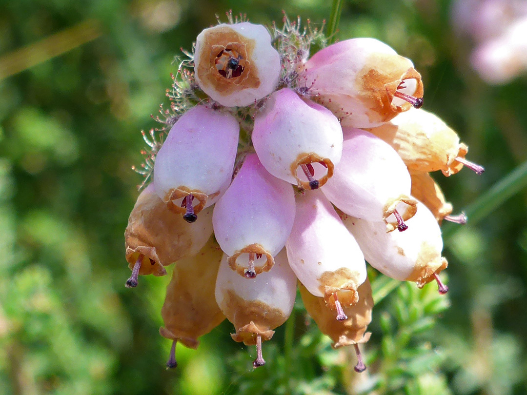 Flower cluster