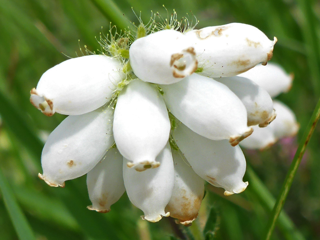 White flowers