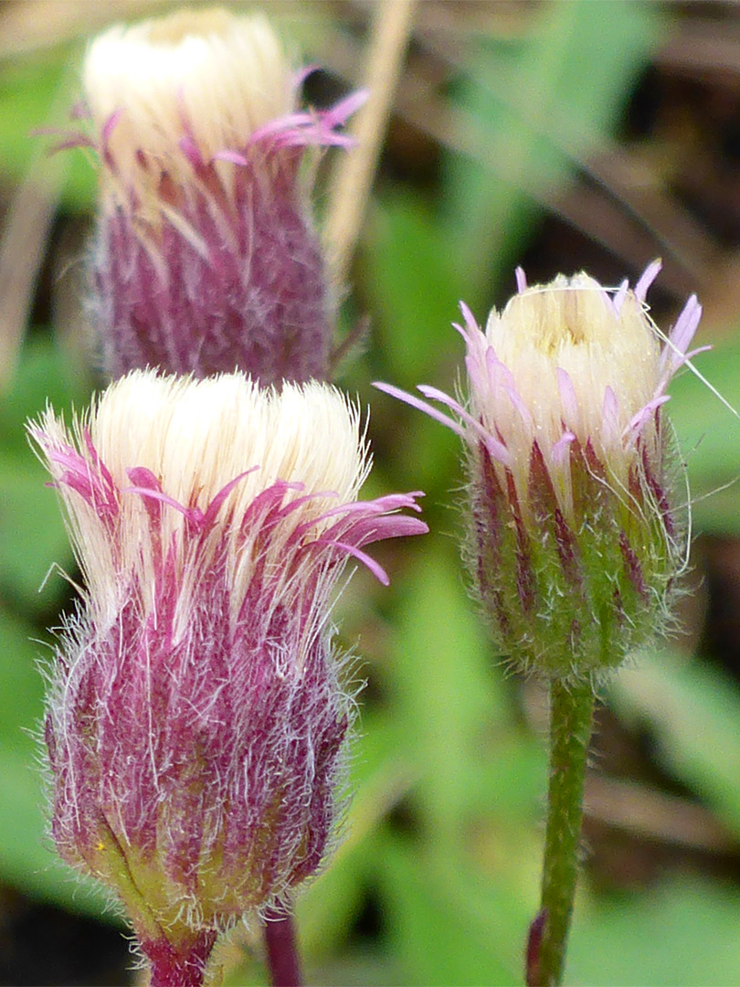 Three flowerheads