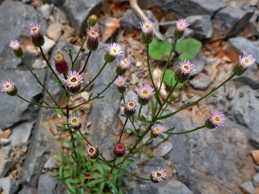 Flat-topped flower cluster