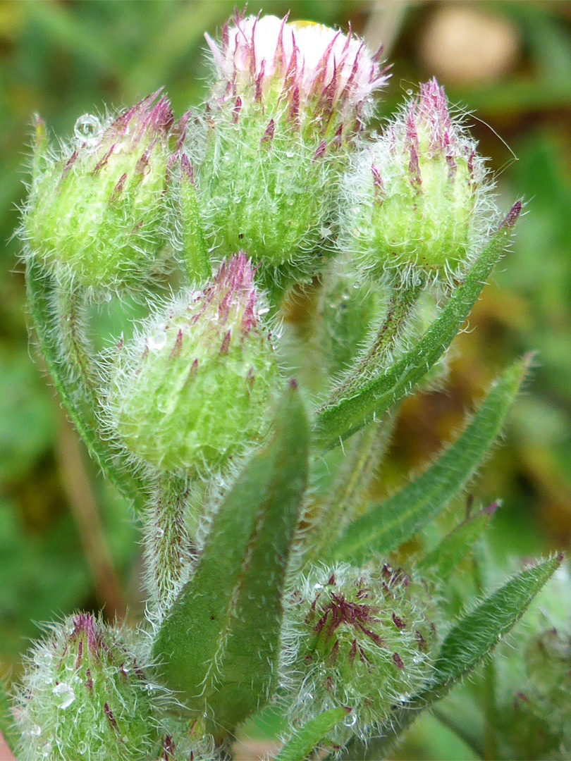 Blue fleabane