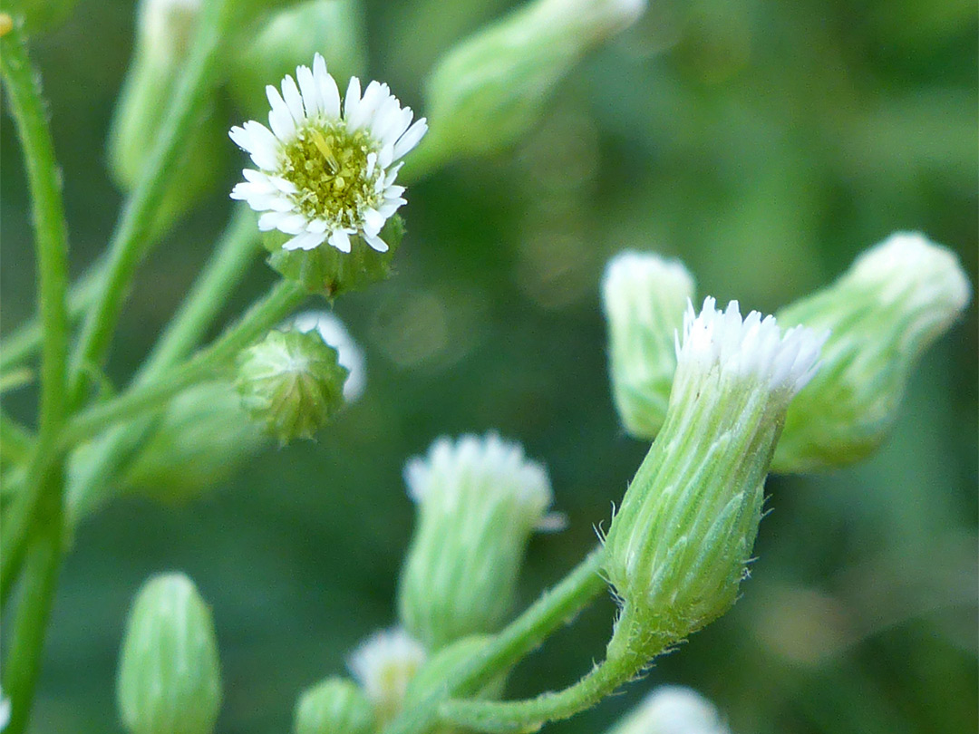 Pale green phyllaries