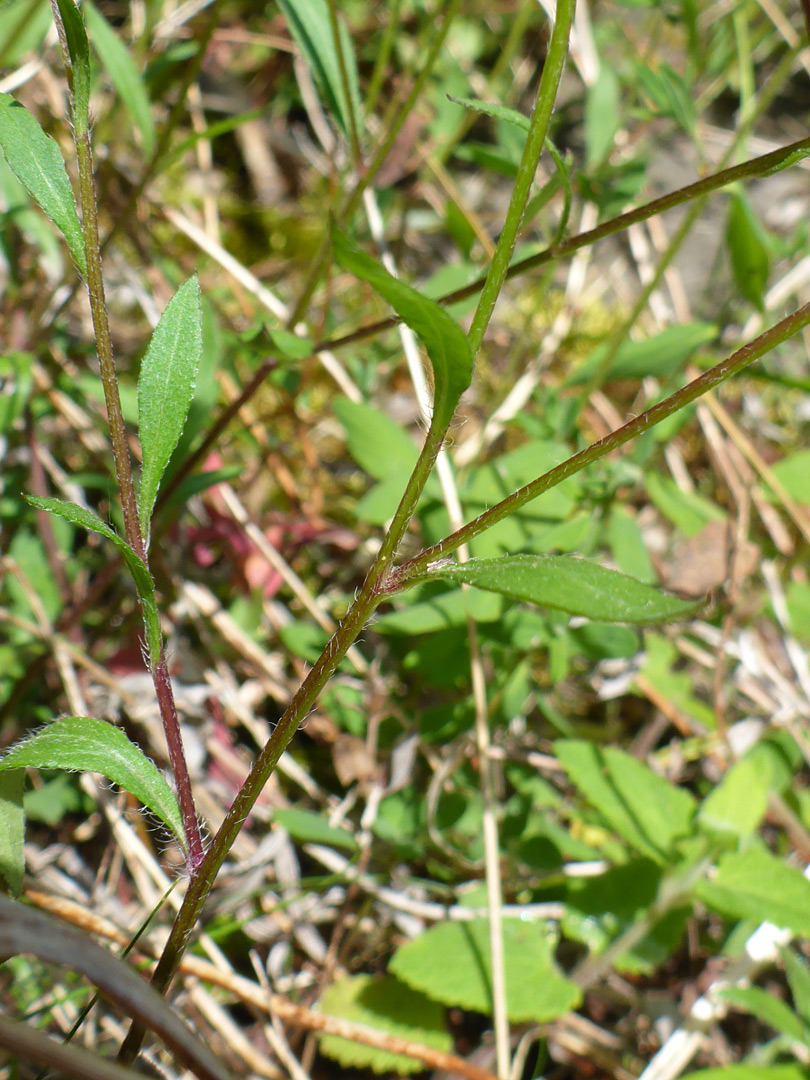 Leaves and stems