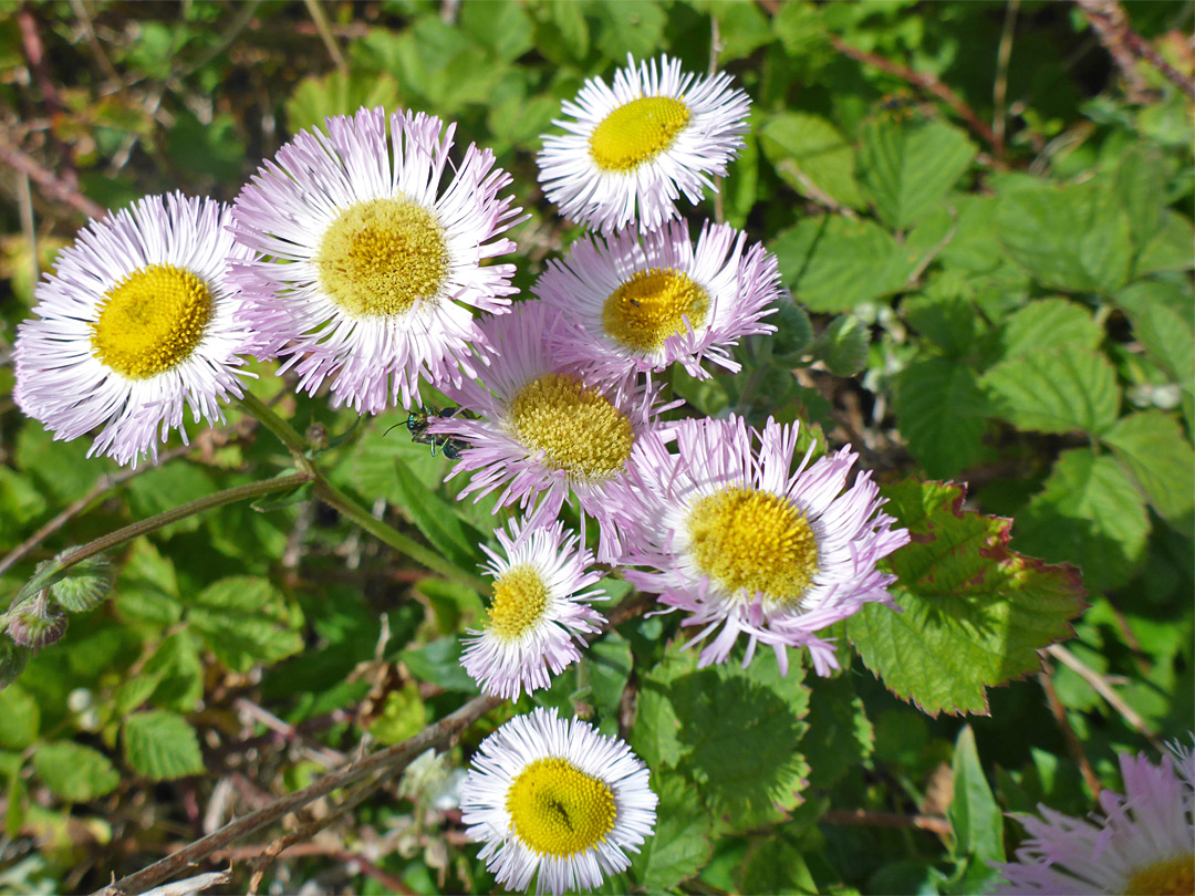 Narrow ray florets