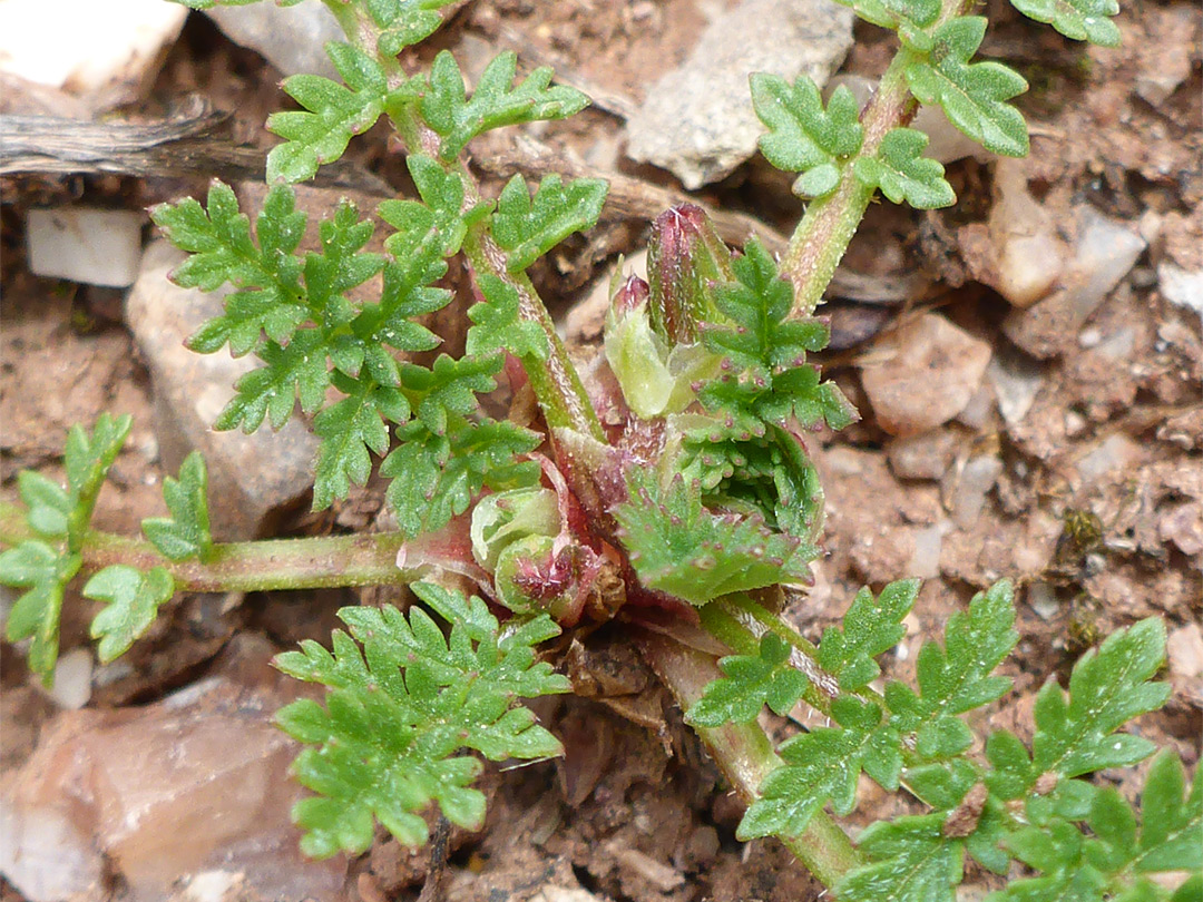 Pinnate leaves