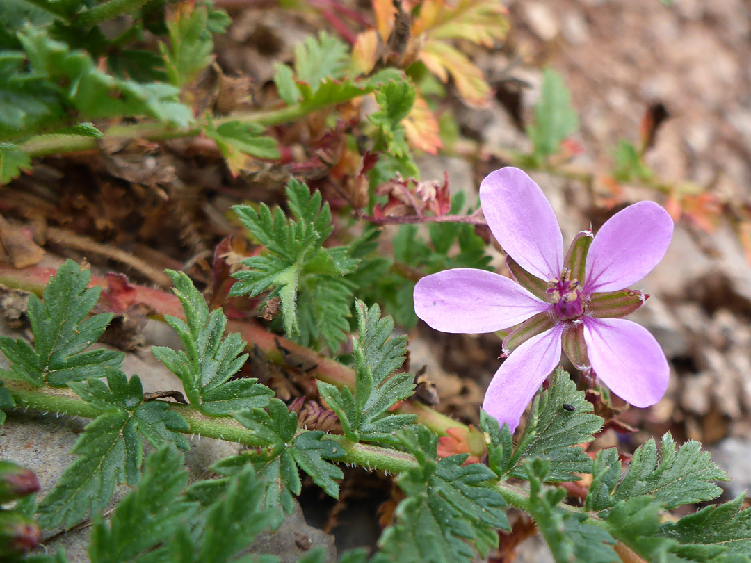 Leaves and flowers