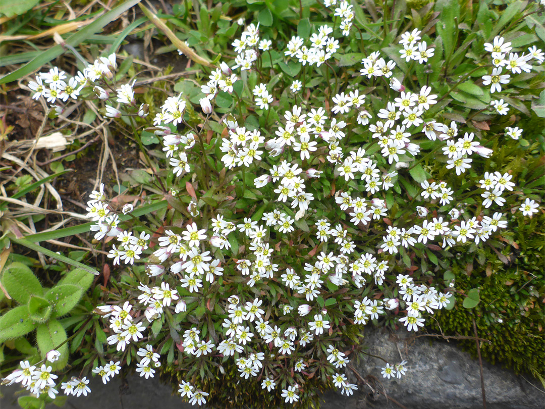 Numerous flowers