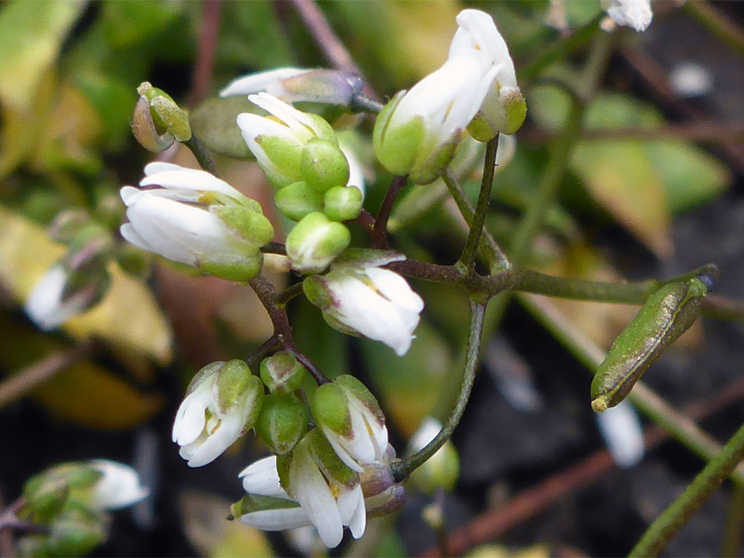 Closed flowers