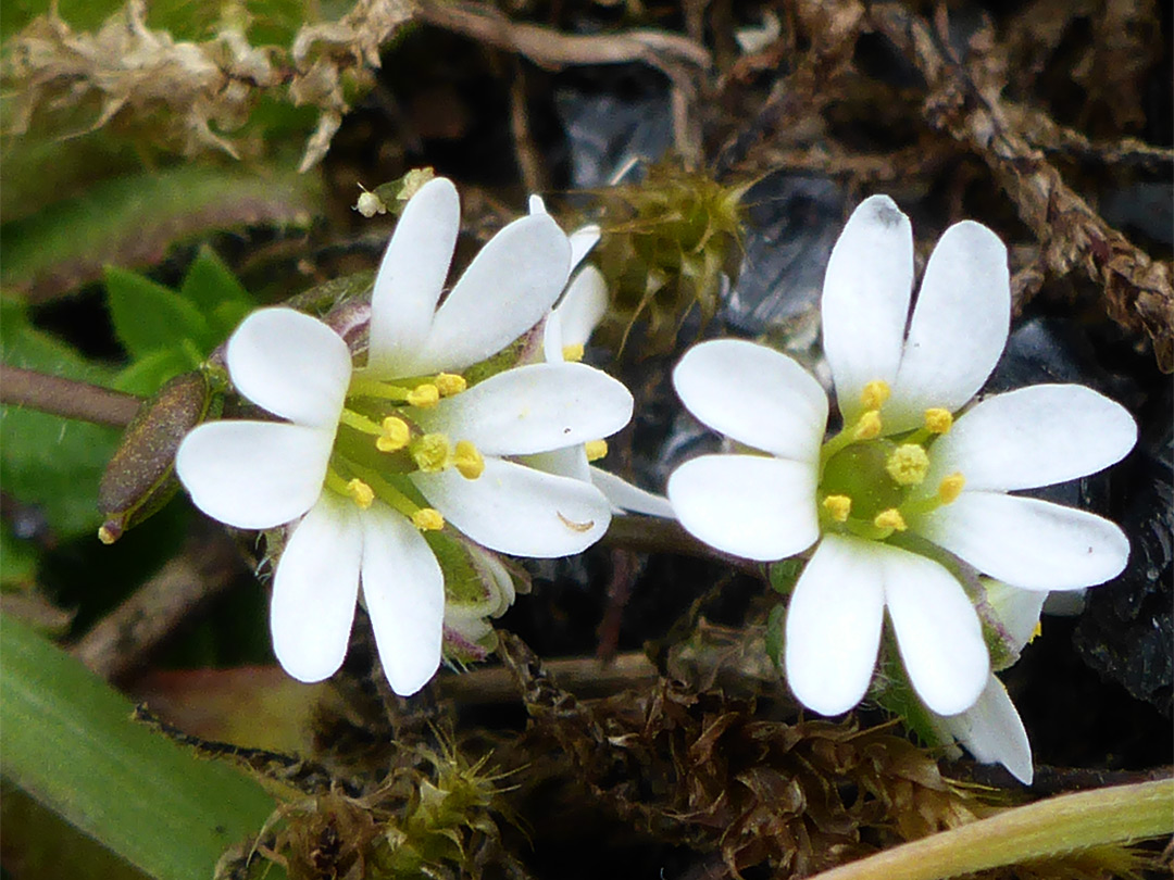 Pair of flowers