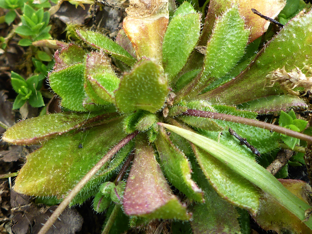 Basal leaves