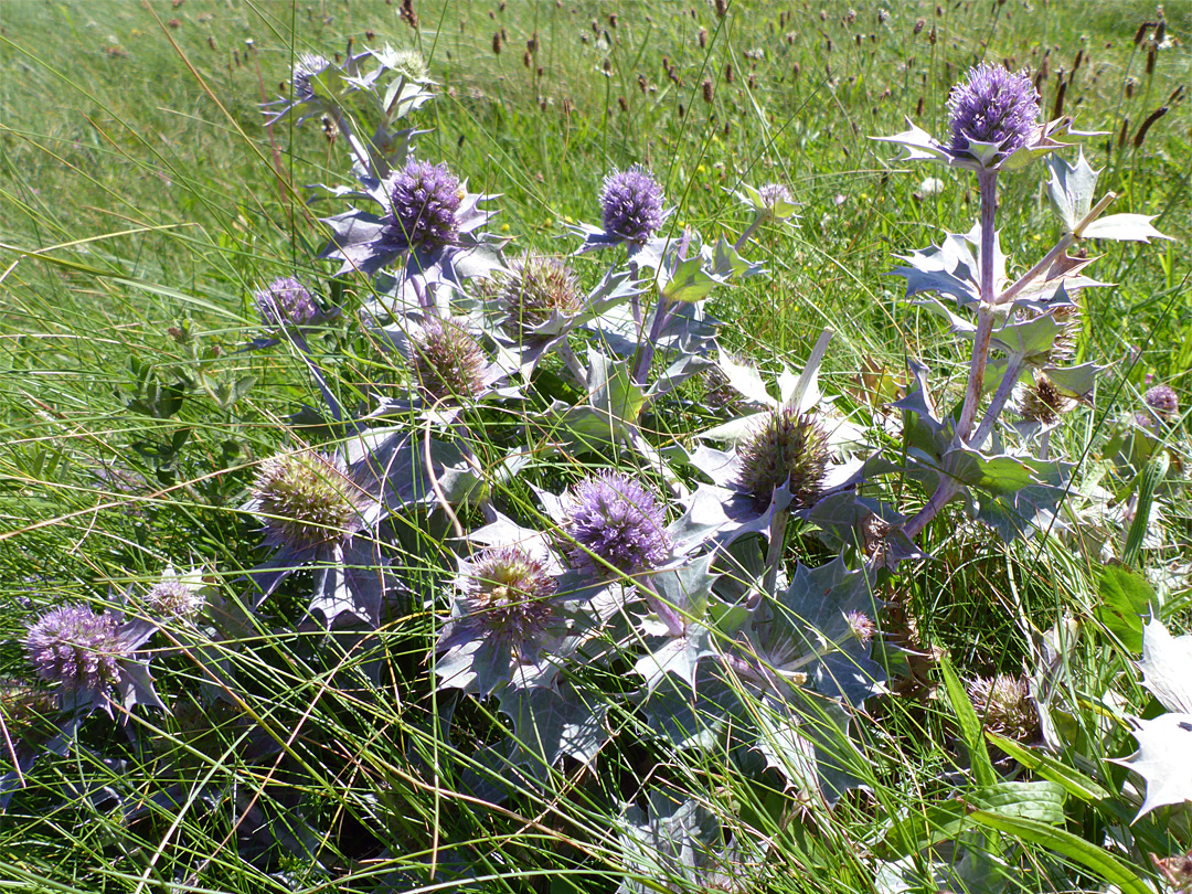 Flowering stems