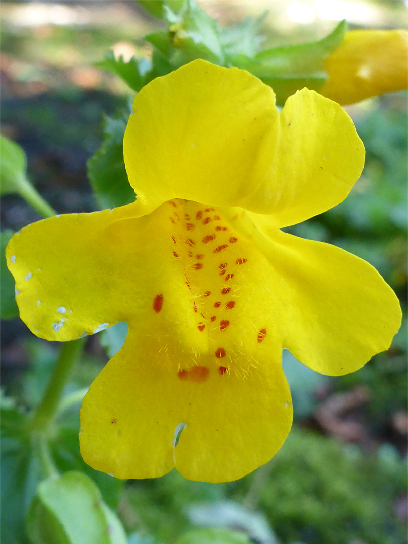 Flower interior