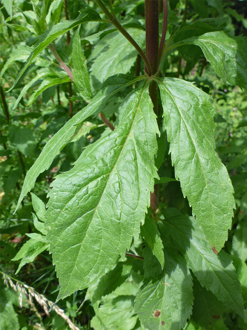 Toothed leaves