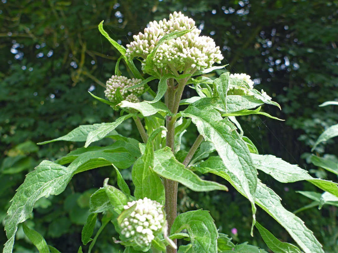 Developing inflorescence