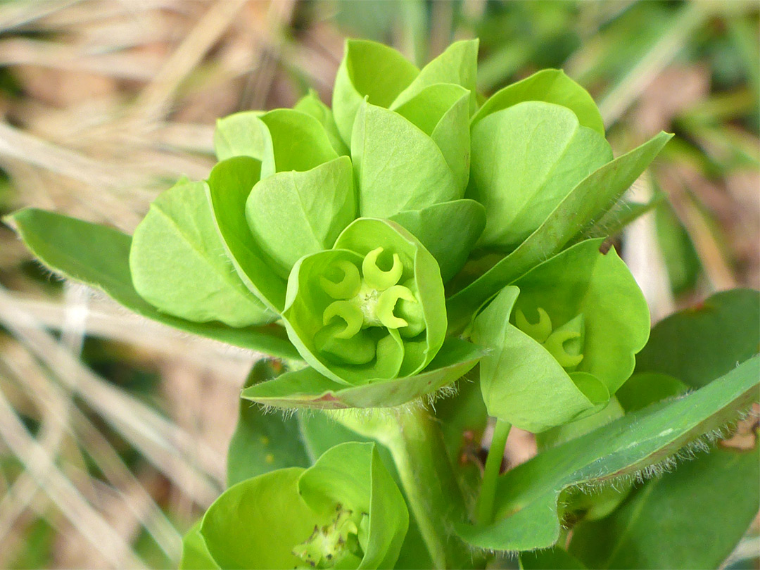 Light green inflorescence