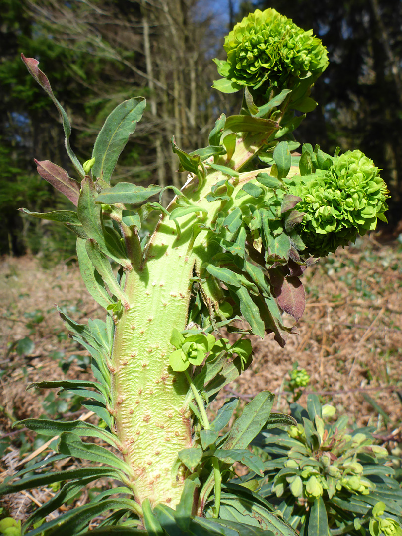 Distorted spurge