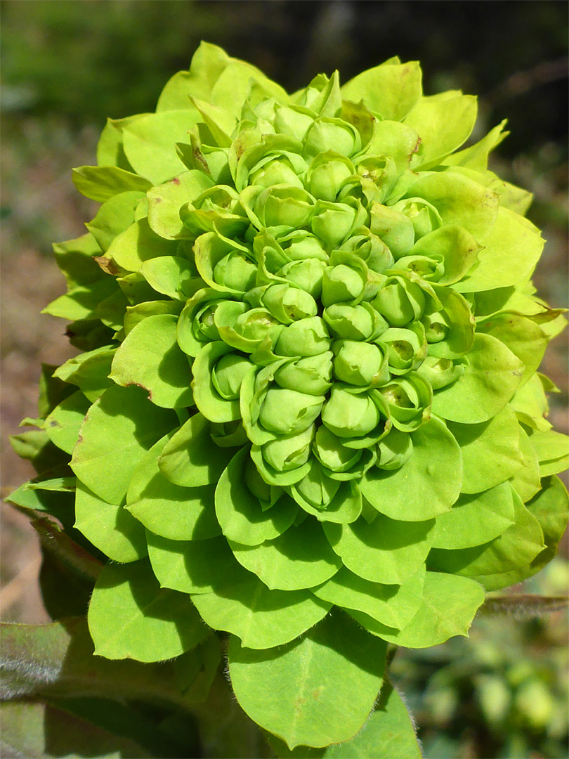 Clustered flowers