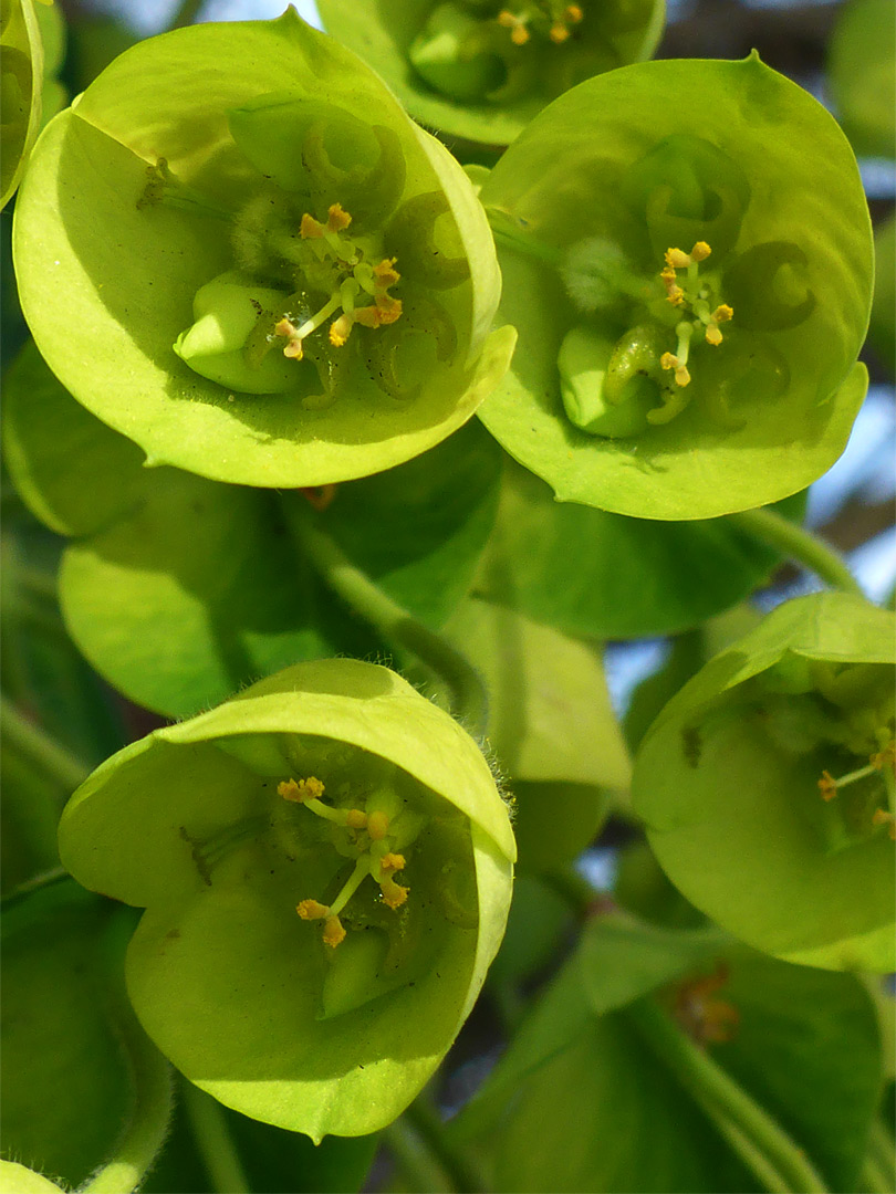 Cup-shaped flowers