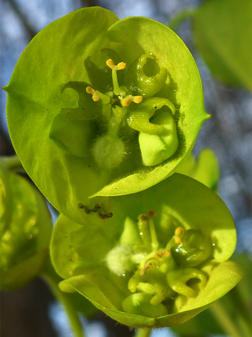 Two flowers