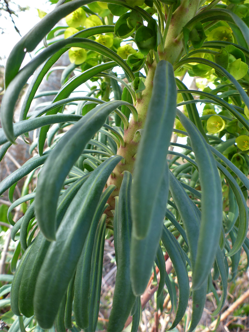 Narrow leaves