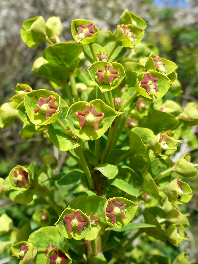 Mediterranean spurge