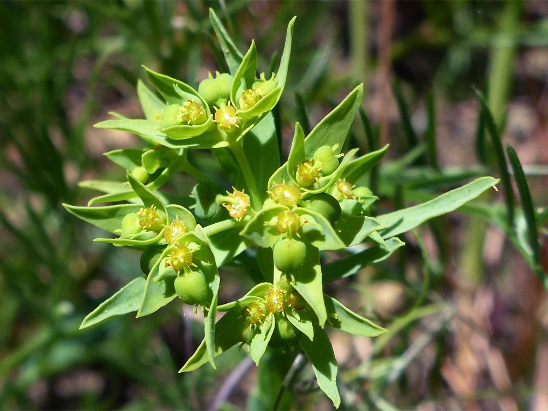 Dwarf spurge