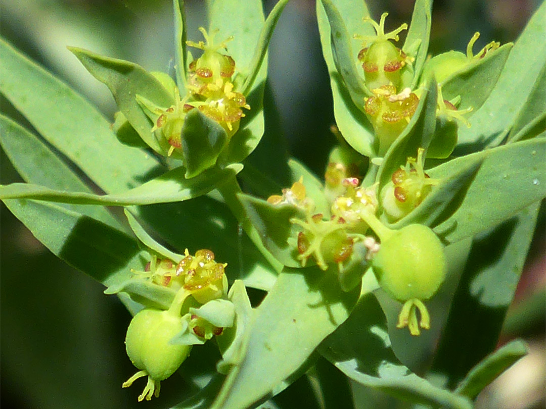 Developing fruits